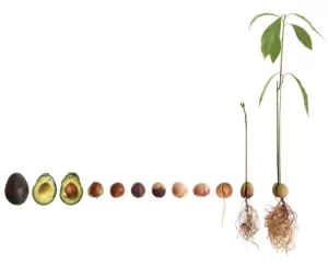 peur erreur avocat
