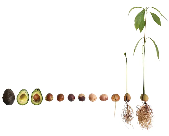 peur erreur avocat